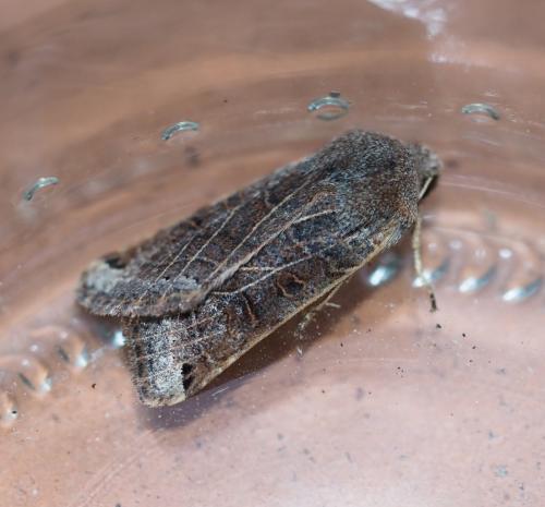Agrochola lunosa